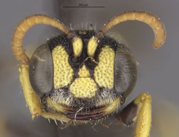 Media type: image;   Entomology 10030 Aspect: head frontal view
